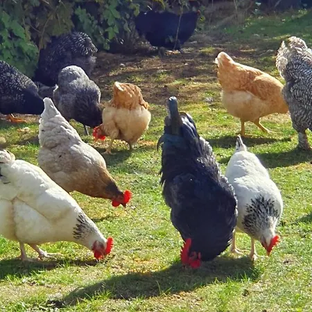 Thuers Im Busch - Upkammer - Ab 3 Naechte - Mit Stil In Apartament