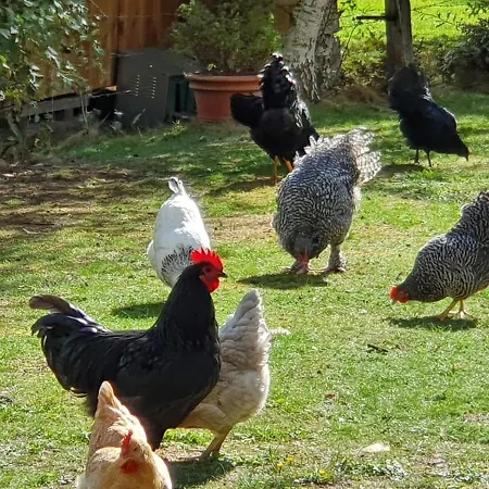 Thuers Im Busch - Upkammer - Ab 3 Naechte - Mit Stil In Munster (North Rhine-Westphalia)