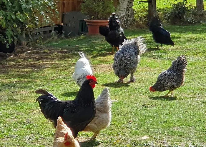 Thuers Im Busch - Upkammer - Ab 3 Naechte - Mit Stil In مونستر